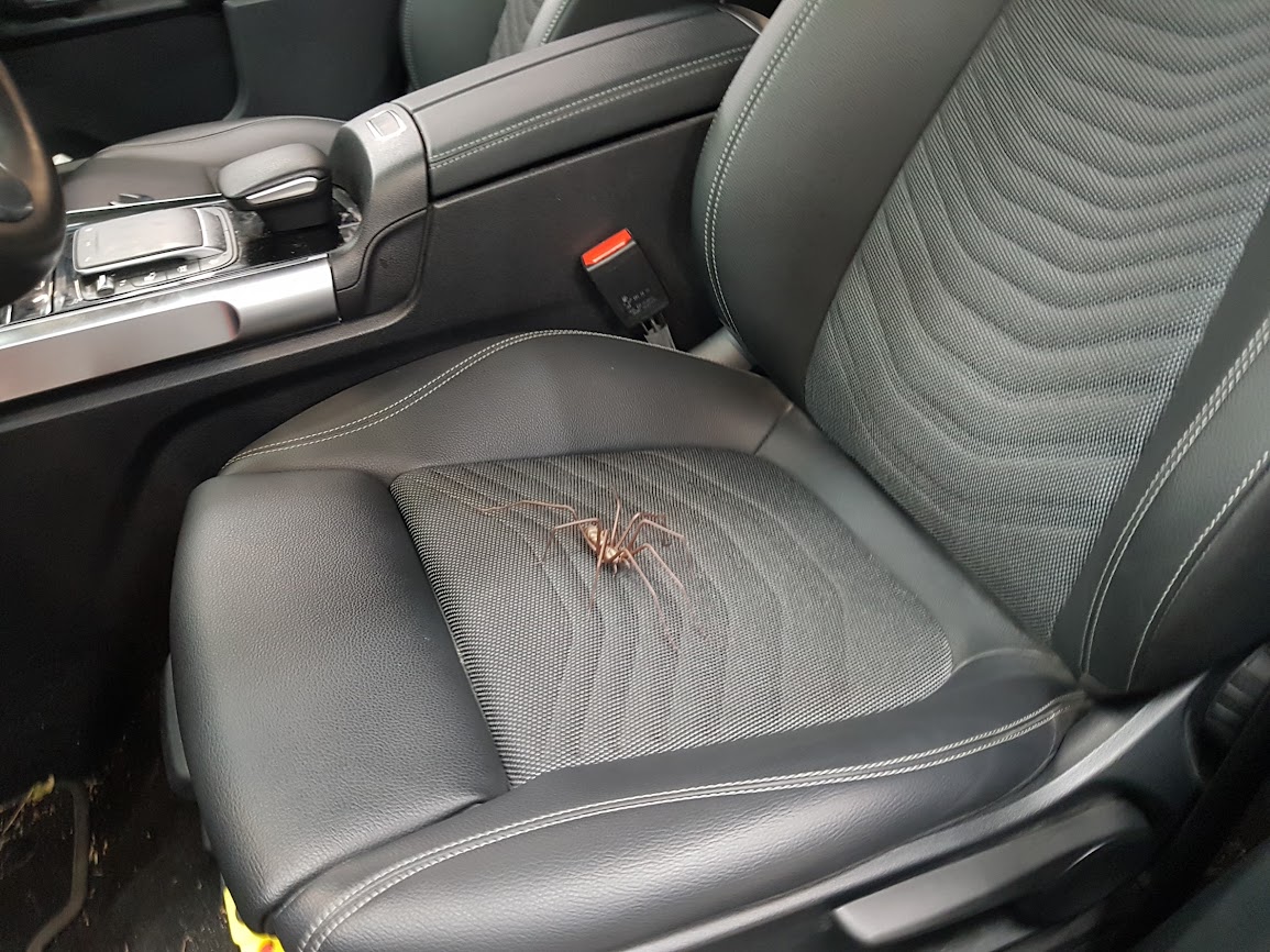 Schattig, hè? Het lijkt wel een lief schoothondje.