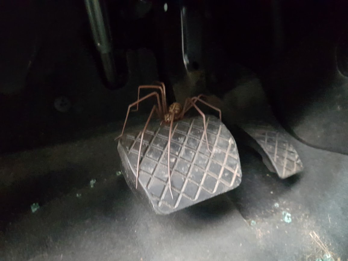 Heeft u het al eerder eens voelen kriebelen tijdens het rijden?